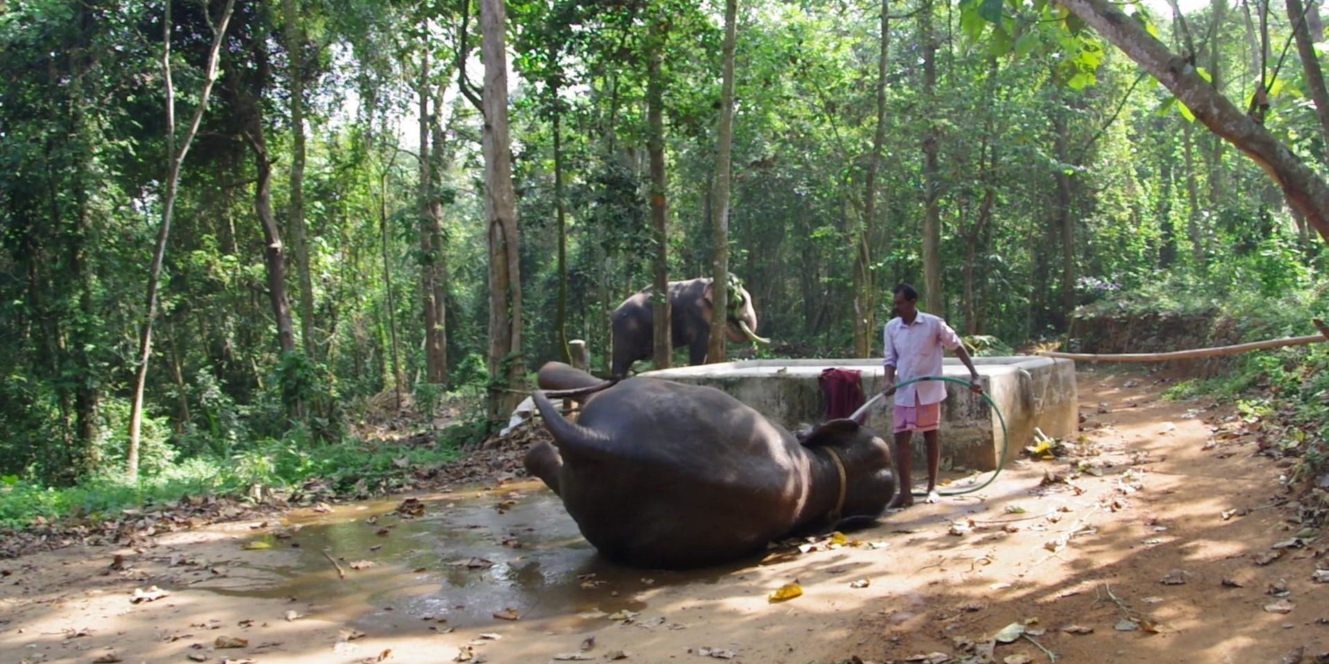 世界遺産をめぐる旅 インド編 南 西ガーツ山脈を有する豊富な水源を利用した南インドの重要な貿易港 In コチ グローバルチャレンジ